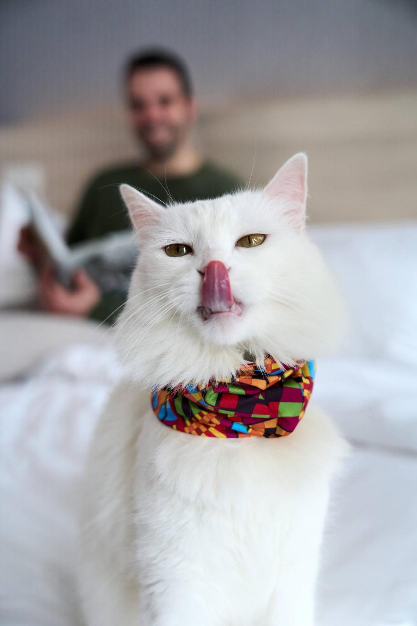 Pullman Vina Del Mar San Martin Hotel Buitenkant foto A white Turkish Van