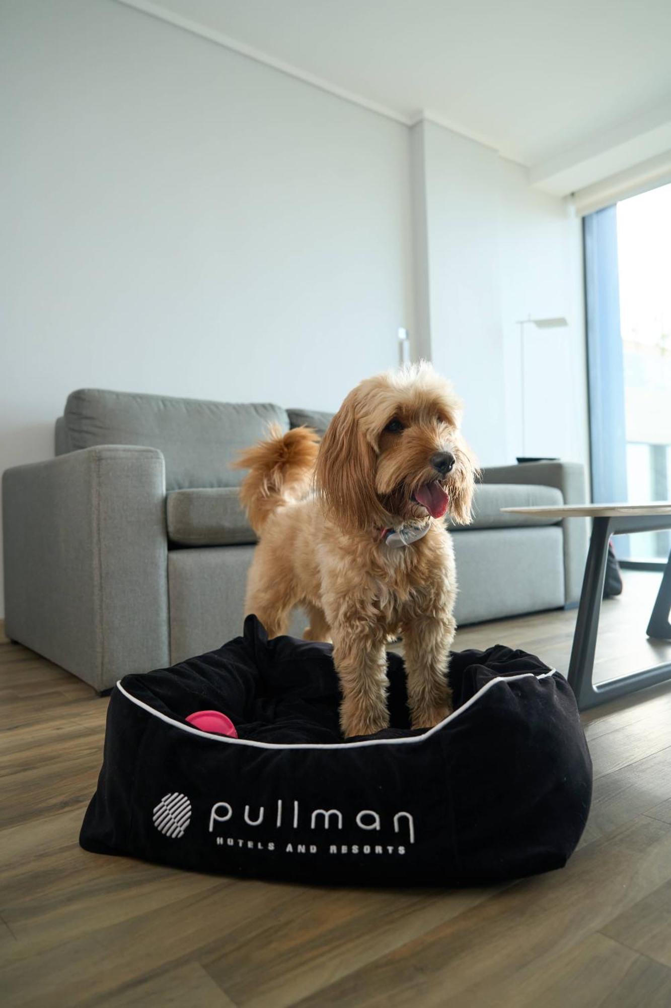 Pullman Vina Del Mar San Martin Hotel Buitenkant foto A golden American Cocker Spaniel